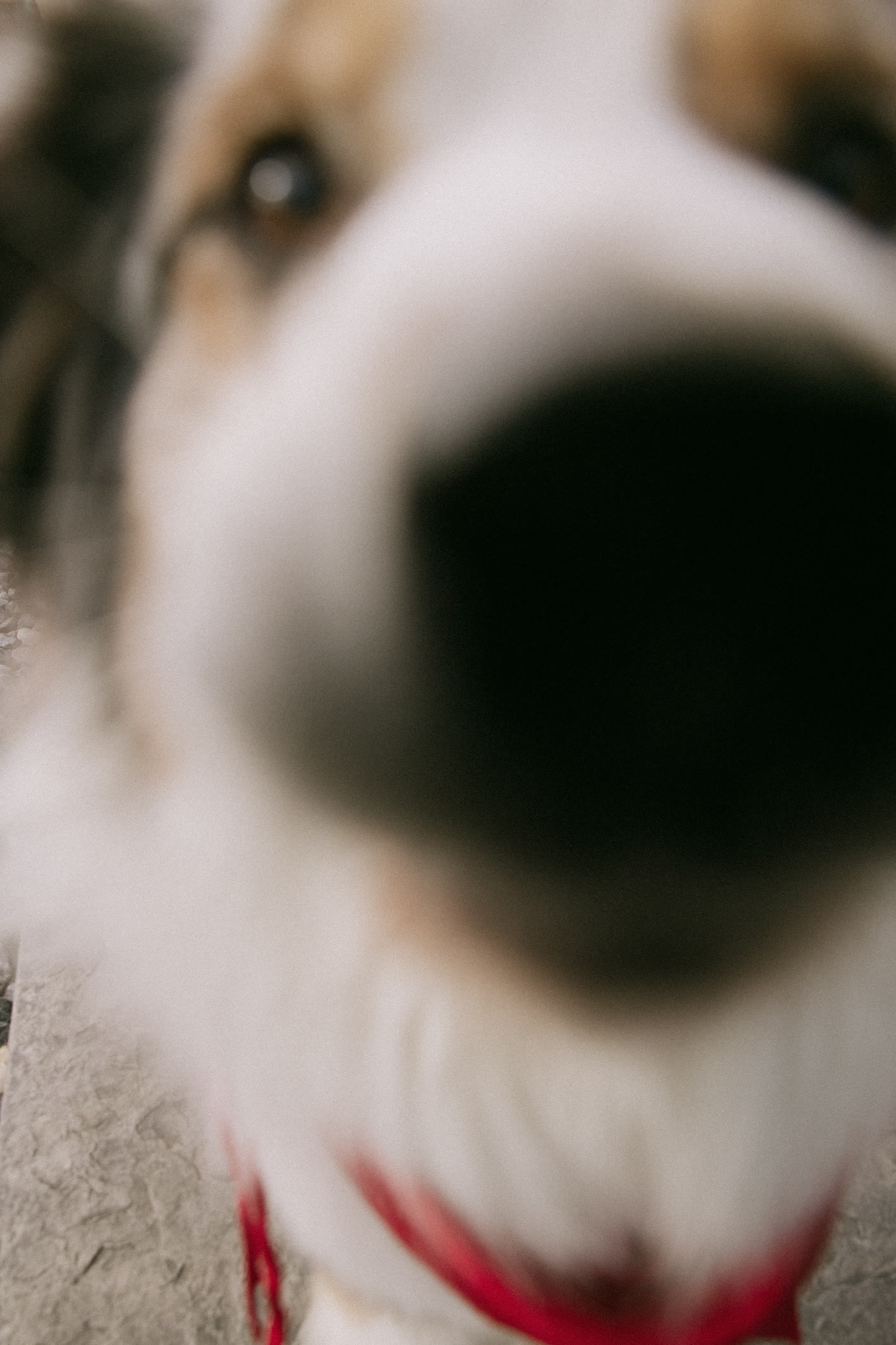 Indian wedding photography Edmonton — vidaai emotion