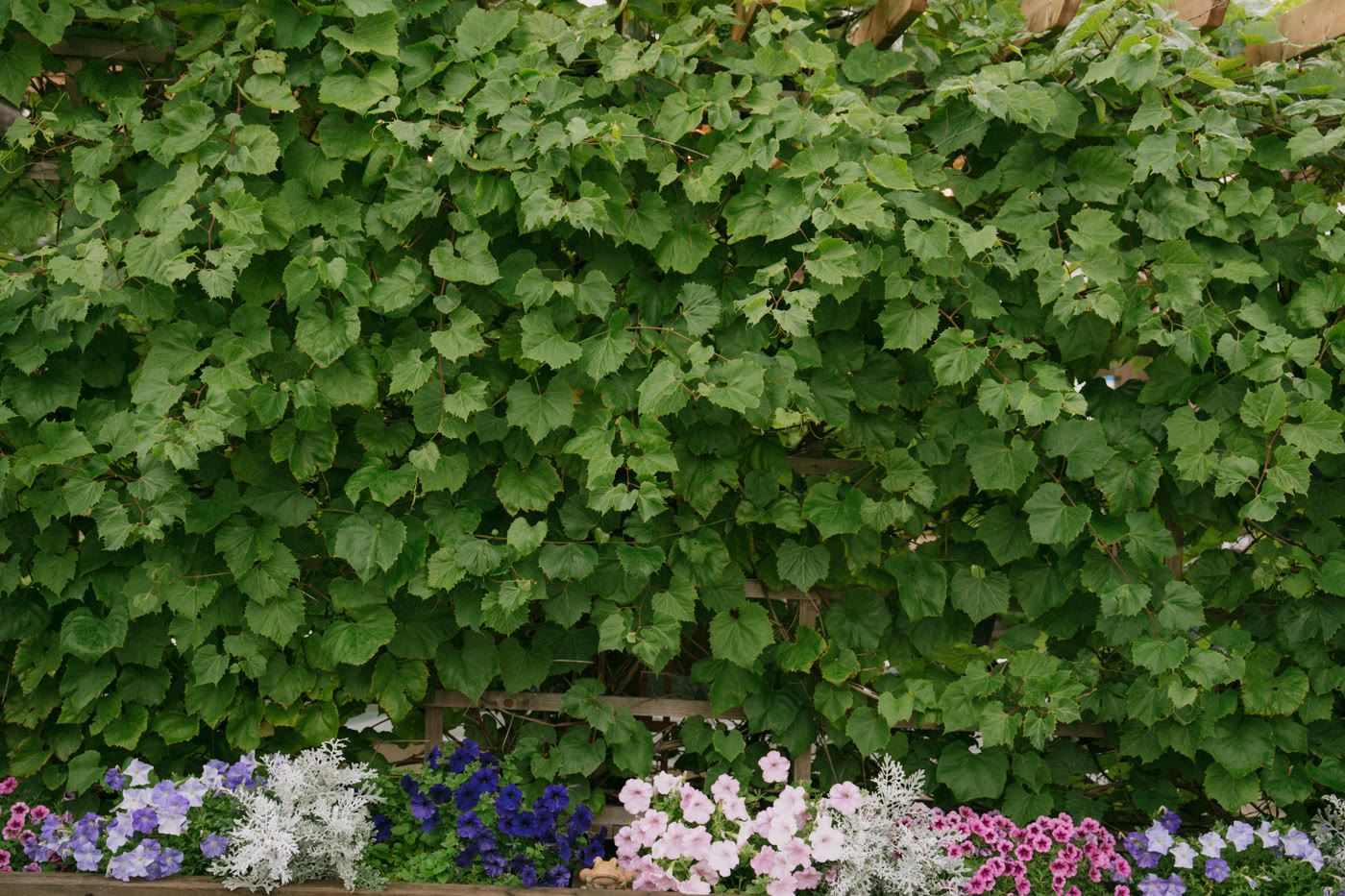 Edmonton wedding photography — sunset couple