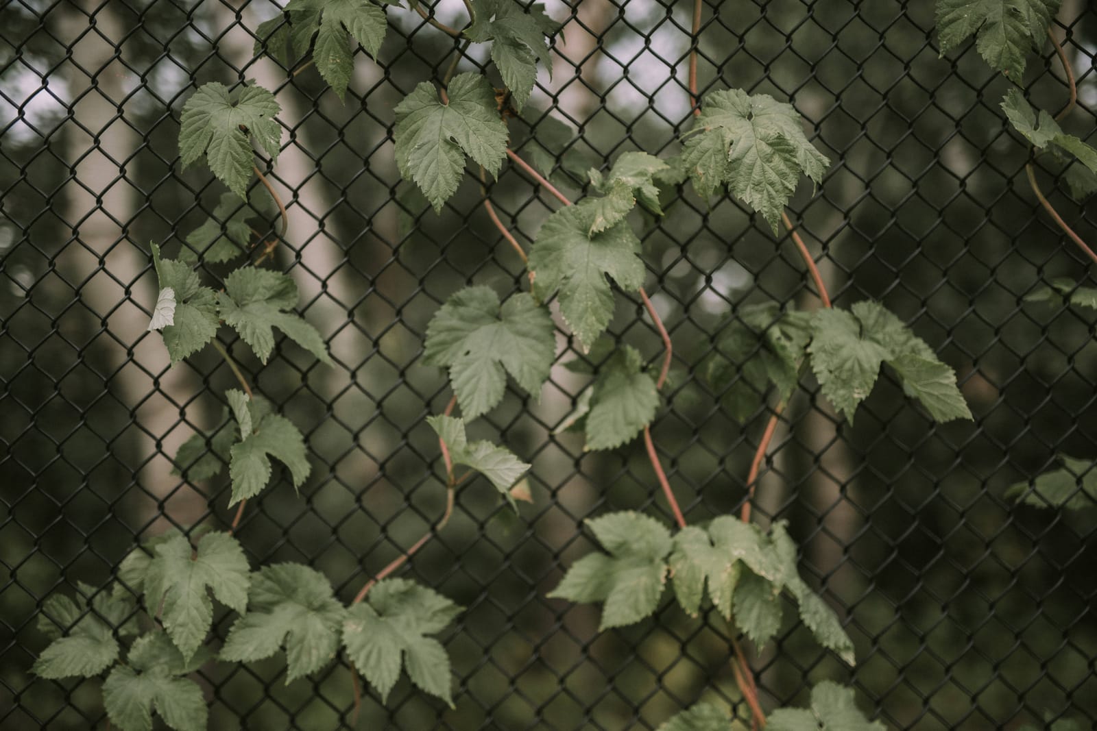 Edmonton weddings photography by MH Photography